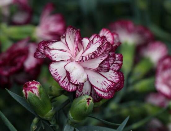 康乃馨各色花語及象征意義，表達(dá)對(duì)母親深深的愛