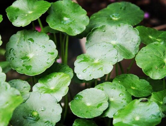 銅錢草焉了怎么回事，多半是澆水和光照不當(dāng)導(dǎo)致