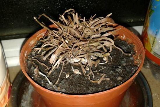 仙客來爛根怎么辦，仙客來爛根處理方法