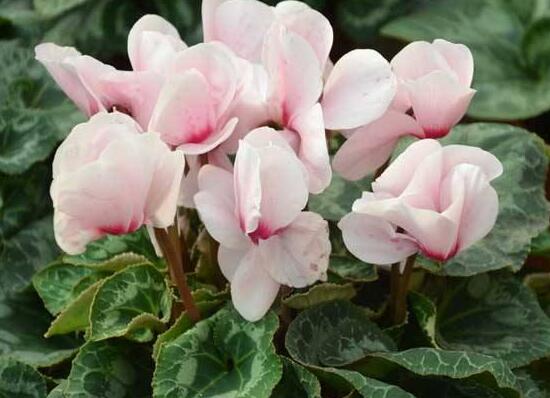 仙客來什么時候開花，仙客來一年開幾次花/冬季開花