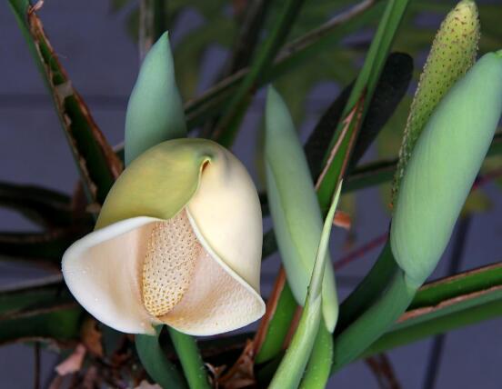 龜背竹怎么澆水，龜背竹澆水方法