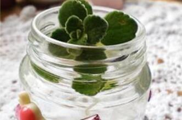 碰碰香可以水培嗎，可以水培并且日常管理更加簡單