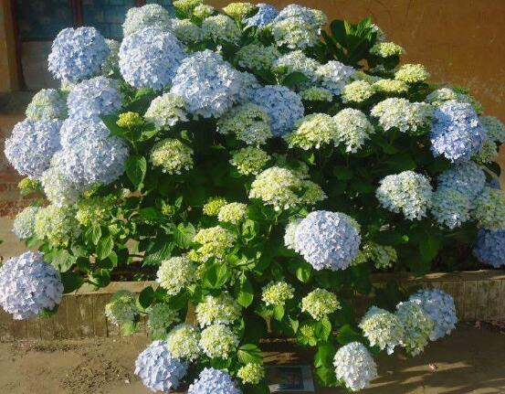 洋繡球花有毒嗎，誤食導(dǎo)致昏迷、抽搐現(xiàn)象