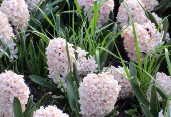 風信子的花期有多長，風信子不開花怎么辦