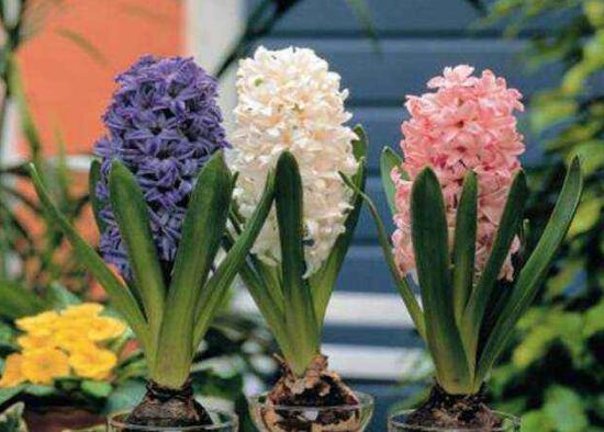 風信子的花期有多長，風信子不開花怎么辦