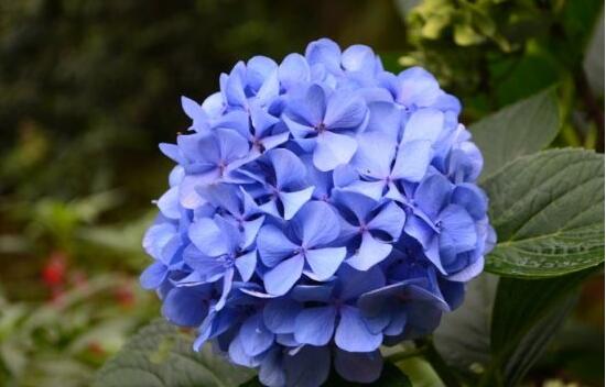 繡球花為什么蔫了，繡球花蔫了怎么辦