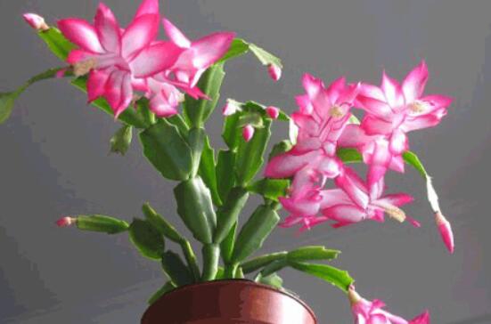 蟹爪蘭冬天能開花嗎，冬季做好六點(diǎn)養(yǎng)護(hù)措施便可花開爆盆