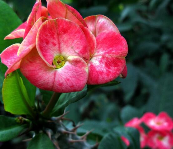 虎刺梅致癌嗎，長期接觸導(dǎo)致人們身體細胞癌變