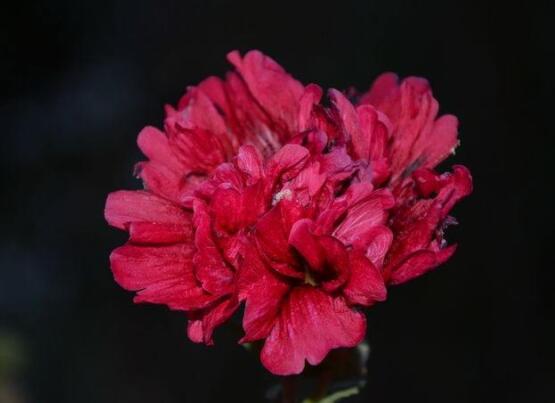 怎么讓康乃馨快速開花，教你五種花開爆盆最好方法