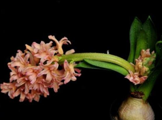 風信子好種嗎，做好這五點就能生根發(fā)芽(存活率高)