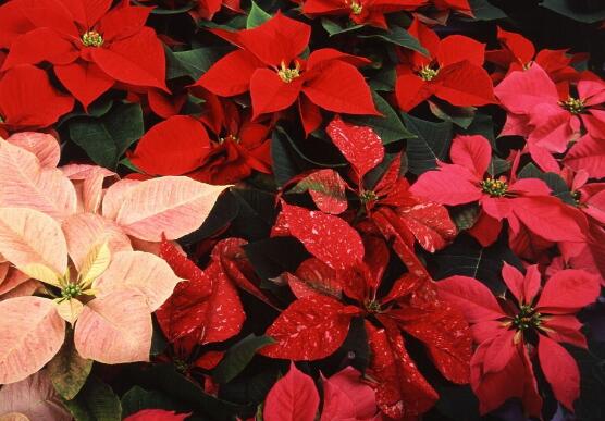 一品紅怎么繁殖，一品紅繁殖方法