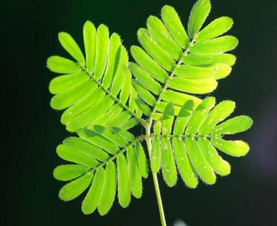 含羞草葉子為什么發(fā)黃，含羞草葉子發(fā)黃怎么辦