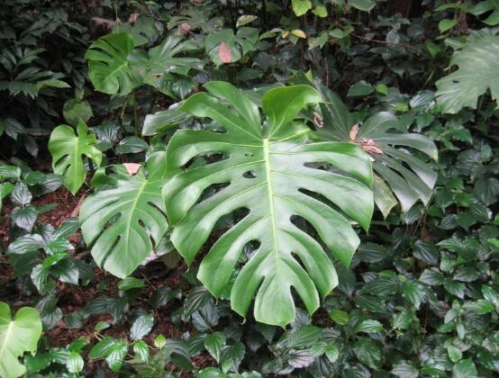 龜背竹的功效與作用，龜背竹五大功效與作用