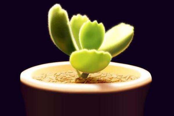 熊童子怎么養(yǎng)肥，讓熊童子迅速變肥的5大技巧