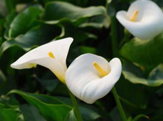 馬蹄蓮怎么澆水，馬蹄蓮多久澆水一次（三天澆次水）