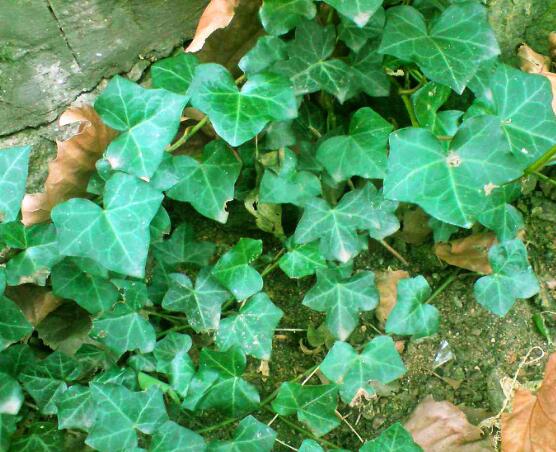 家庭養(yǎng)常春藤常見問題大全，做好六點基本要點即可(生長翠綠)