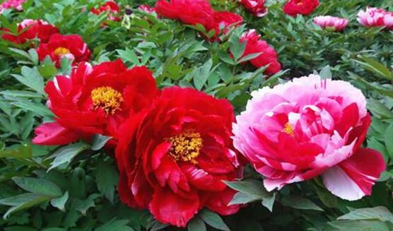 牡丹花花語是什么，代表著富貴吉祥、繁榮昌盛