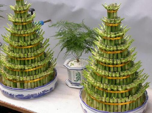 富貴竹的水培方法，水質(zhì)要求特別高