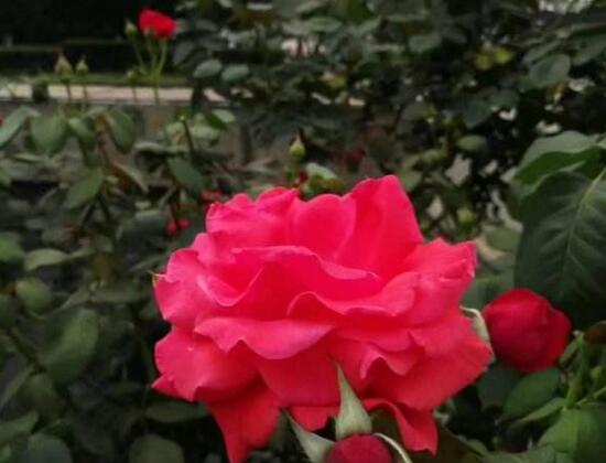 月季花花期是什么時(shí)候，月季花什么時(shí)候開花