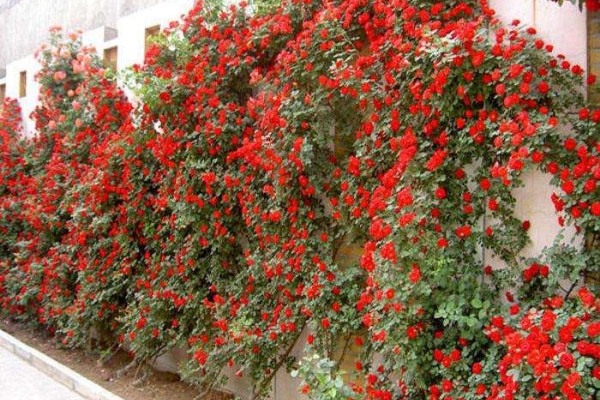 爬藤月季怎么搭架子，架子一般用花墻/花柱/拱門等