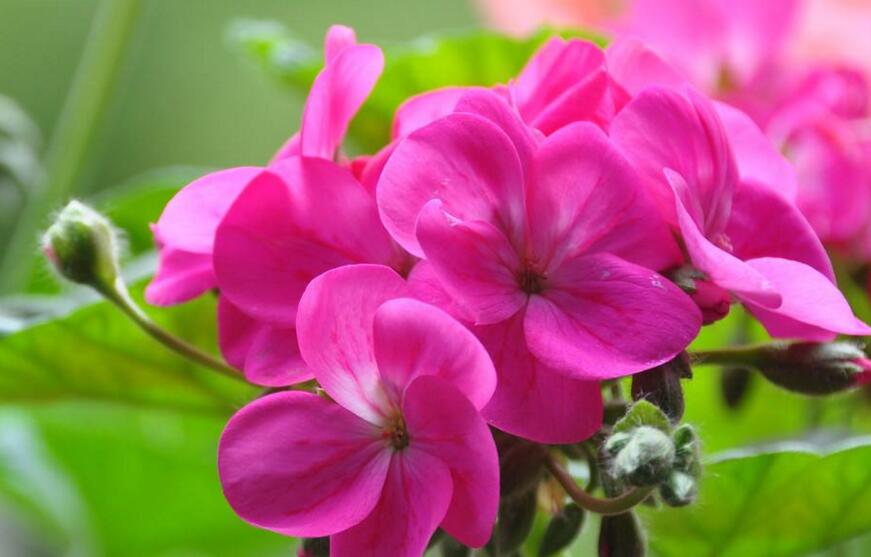 天竺葵能驅(qū)蚊嗎，只有香葉品種的才可以