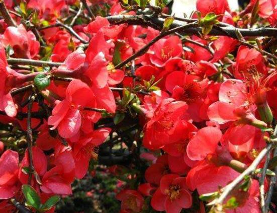 海棠花有多少種，盤點(diǎn)最好看的六大種類