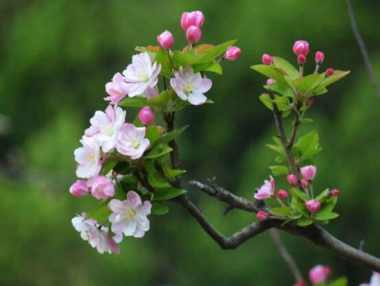 海棠花的象征意義，青年男女之間的苦戀之情(異地戀)
