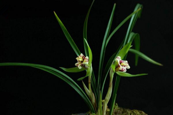 怎么區(qū)分蘭花品種分類，從葉子區(qū)分蘭花品種