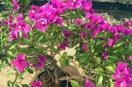 三角梅怎么修剪，三角梅的修剪方法