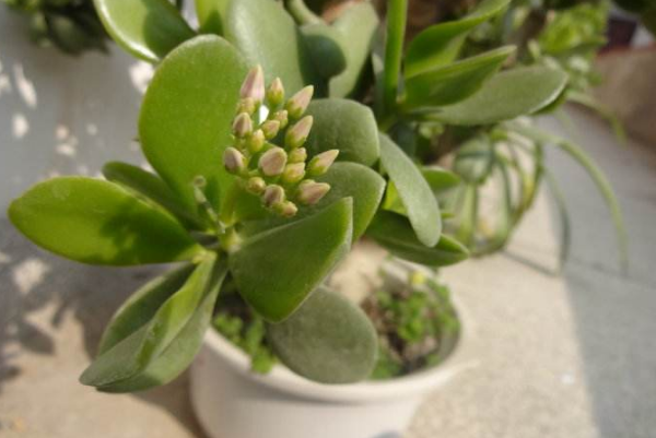 燕子掌葉片可以扦插嗎，4步即可完成燕子掌葉插