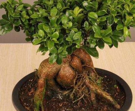 北方榕樹盆景怎么養(yǎng)，教你七種簡單易學(xué)養(yǎng)殖方法