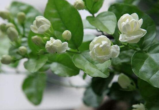 茉莉花可以水培嗎，茉莉花水培方法