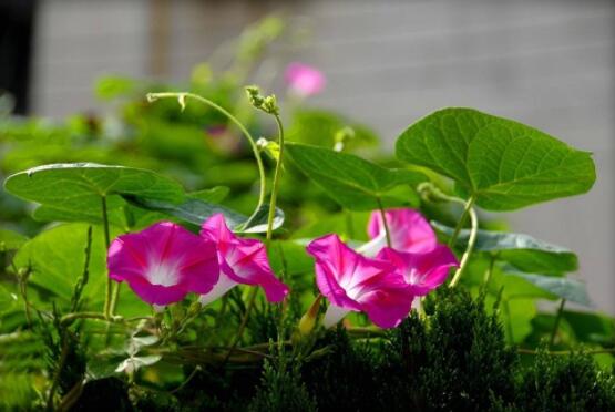 牽牛花種子要泡水嗎，只需要浸泡一個晚上即可