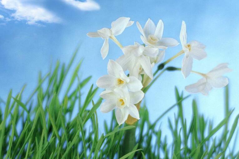水仙花有什么用處，極具觀賞價值和藥用價值