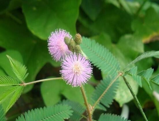 含羞草脫發(fā)能好嗎，能好/注意要有效避免接觸