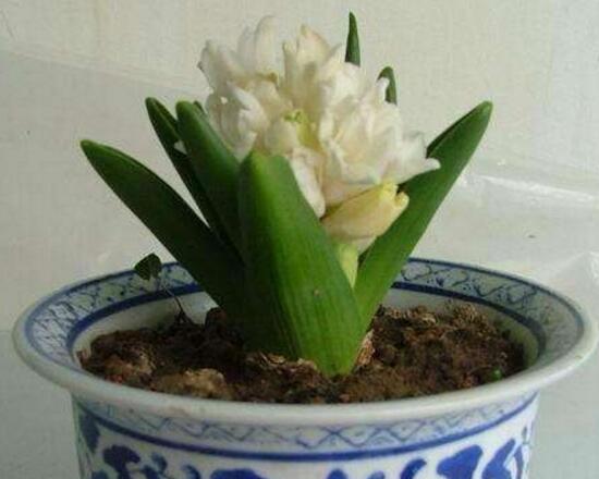 風(fēng)信子葉子發(fā)黃怎么辦，教你五種緊急處理方法