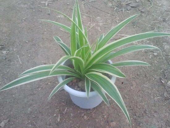 吊蘭有哪些品種，吊蘭的品種圖片大全