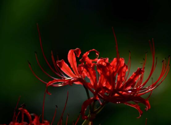 彼岸花的傳說與花語，代表著優(yōu)美的純潔、相互思念