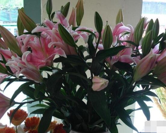 香水百合的種植方法，擇健康種球/注意消毒選擇合適盆土