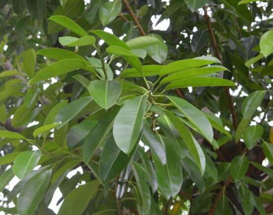 橡皮樹喜歡什么肥料，氮肥為主、磷鉀肥為輔