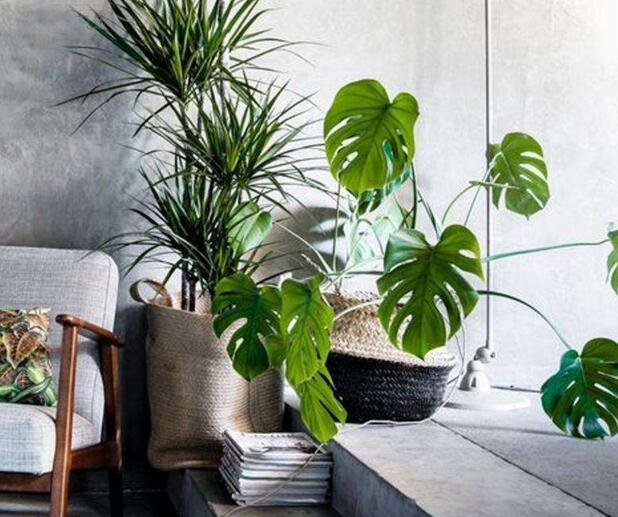 盆栽龜背竹的養(yǎng)殖方法，生長所需的4個方面要點