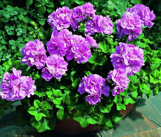 天竺葵怎么養(yǎng)，天竺葵養(yǎng)殖方法