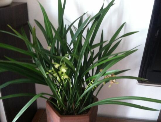 蘭花的種類有哪些，蘭花品種及圖片大全