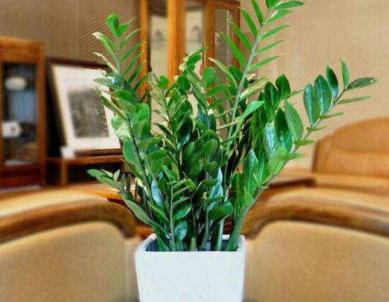 金錢樹可以水培嗎，金錢樹水培方法和注意事項