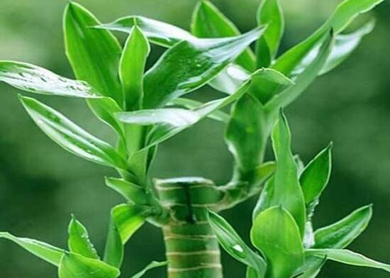 富貴竹有什么好處，富貴竹的功效與作用