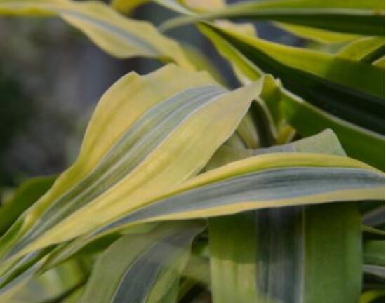 富貴竹有幾種品種圖片，欣賞好看的四種品種圖片