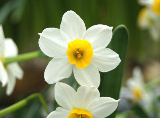 水仙花的葉子有毒嗎，誤食導(dǎo)致嘔吐、腹痛(全株有毒)