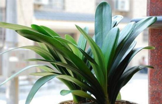 君子蘭怎么澆水，君子蘭澆啤酒的好處/促進生長