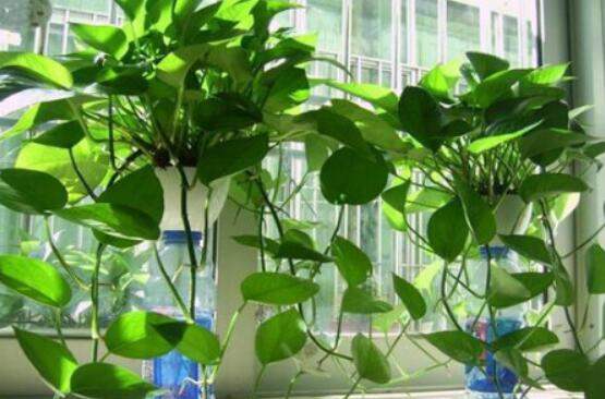 綠蘿需要施什么肥，以氮肥為主、鉀肥為輔(增施葉面肥)