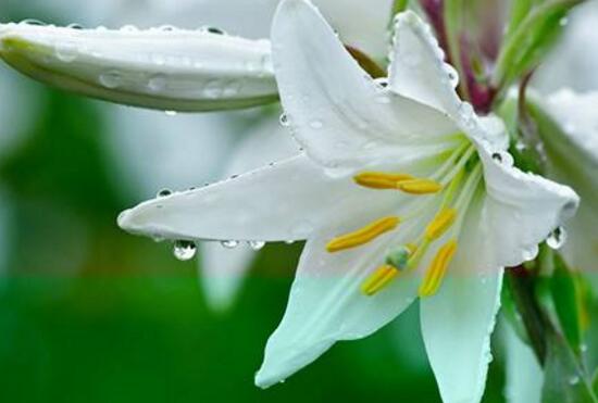 百合花怎么修剪，百合花的修剪方法圖解